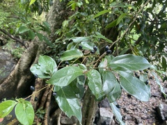 Cryptocarya triplinervis riparia