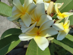 Plumeria rubra