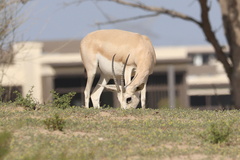 Gazella marica