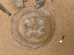 Catostylus mosaicus