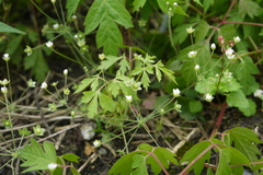 Androsace umbellata