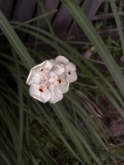 Dietes bicolor