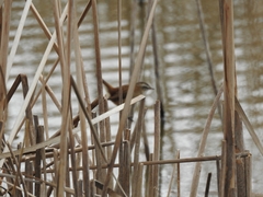 Acrocephalus melanopogon