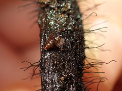Achatinellidae