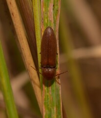 Agriotes litigiosus