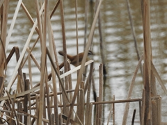 Acrocephalus melanopogon