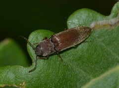 Agriotes litigiosus