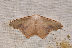 Epicompsa xanthocrossa