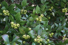 Crataegus mexicana