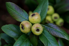Crataegus mexicana