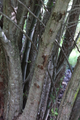 Crataegus mexicana