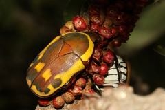 Pachnodella impressa