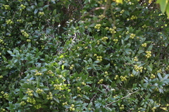 Crataegus mexicana