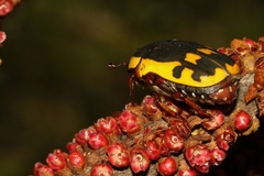 Pachnodella impressa