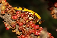 Pachnodella impressa