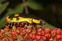 Pachnodella impressa