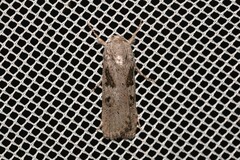 Cryptophasa irrorata