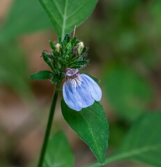 Justicia petiolaris
