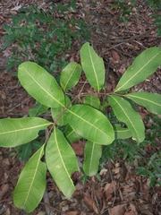Cupaniopsis anacardioides