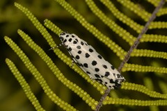 Ethmia clytodoxa
