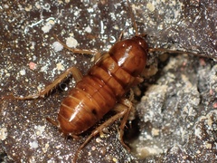 Blattinae