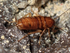 Blattinae