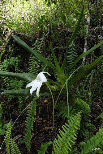Angraecum sororium, photograph 5