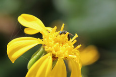 Lasioglossum loetum