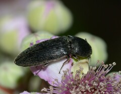 Agriotes