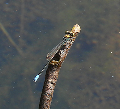 Pseudagrion aureofrons