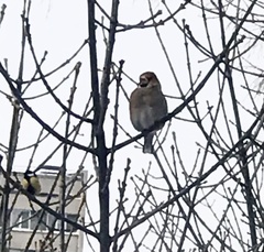 Coccothraustes coccothraustes