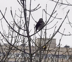 Coccothraustes coccothraustes