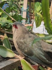 Phaenicophaeus tristis