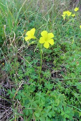Oxalis pes-caprae pes-caprae