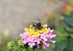 Anthophora alluaudi