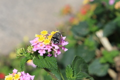 Anthophora alluaudi