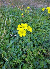 Oxalis pes-caprae pes-caprae