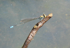 Pseudagrion aureofrons
