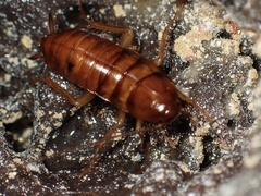 Blattinae