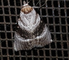 Acatapaustus metallopa