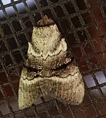 Acatapaustus metallopa