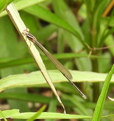 Pseudagrion ignifer