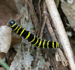 Egybolis vaillantina