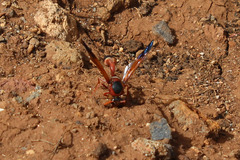 Delta dimidiatipenne