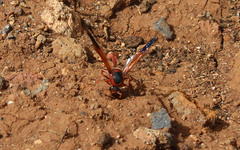 Delta dimidiatipenne