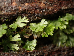 Crepidomanes minutum