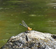 Pseudagrion aureofrons