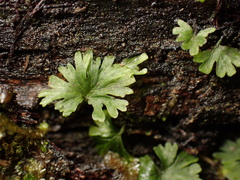Crepidomanes minutum