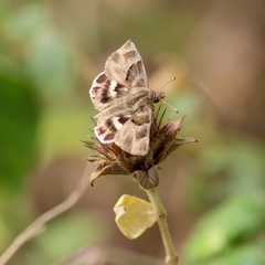 Gomalia elma albofasciata