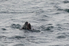 Enteroctopus dofleini